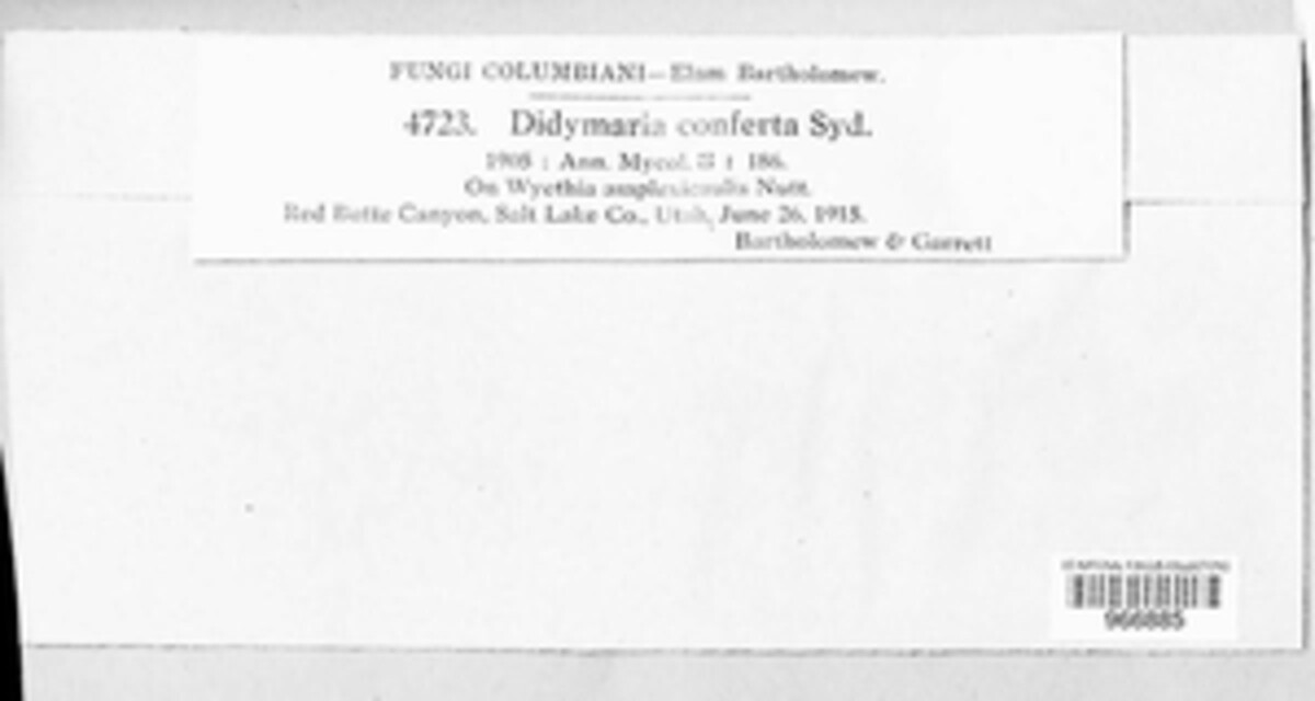 Ramularia conferta image